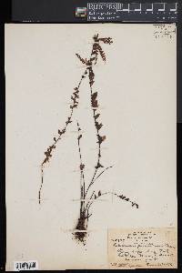 Asplenium pavonicum image