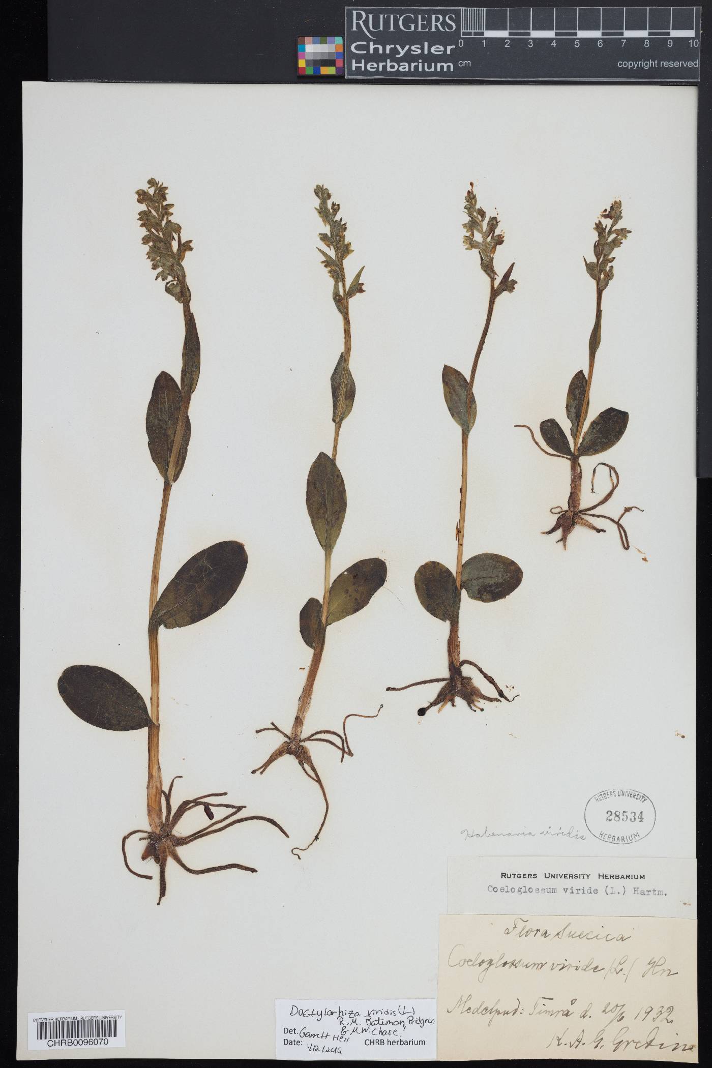Dactylorhiza viridis image