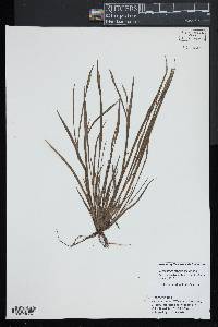 Sisyrinchium montanum image