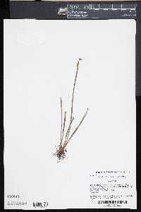 Sisyrinchium mucronatum image