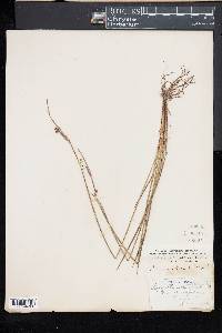 Sisyrinchium mucronatum image