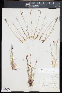 Sisyrinchium mucronatum image