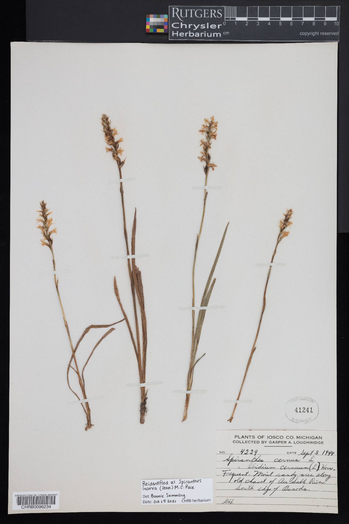 Spiranthes incurva image