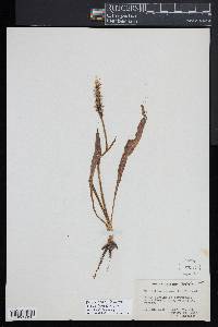 Spiranthes triloba image