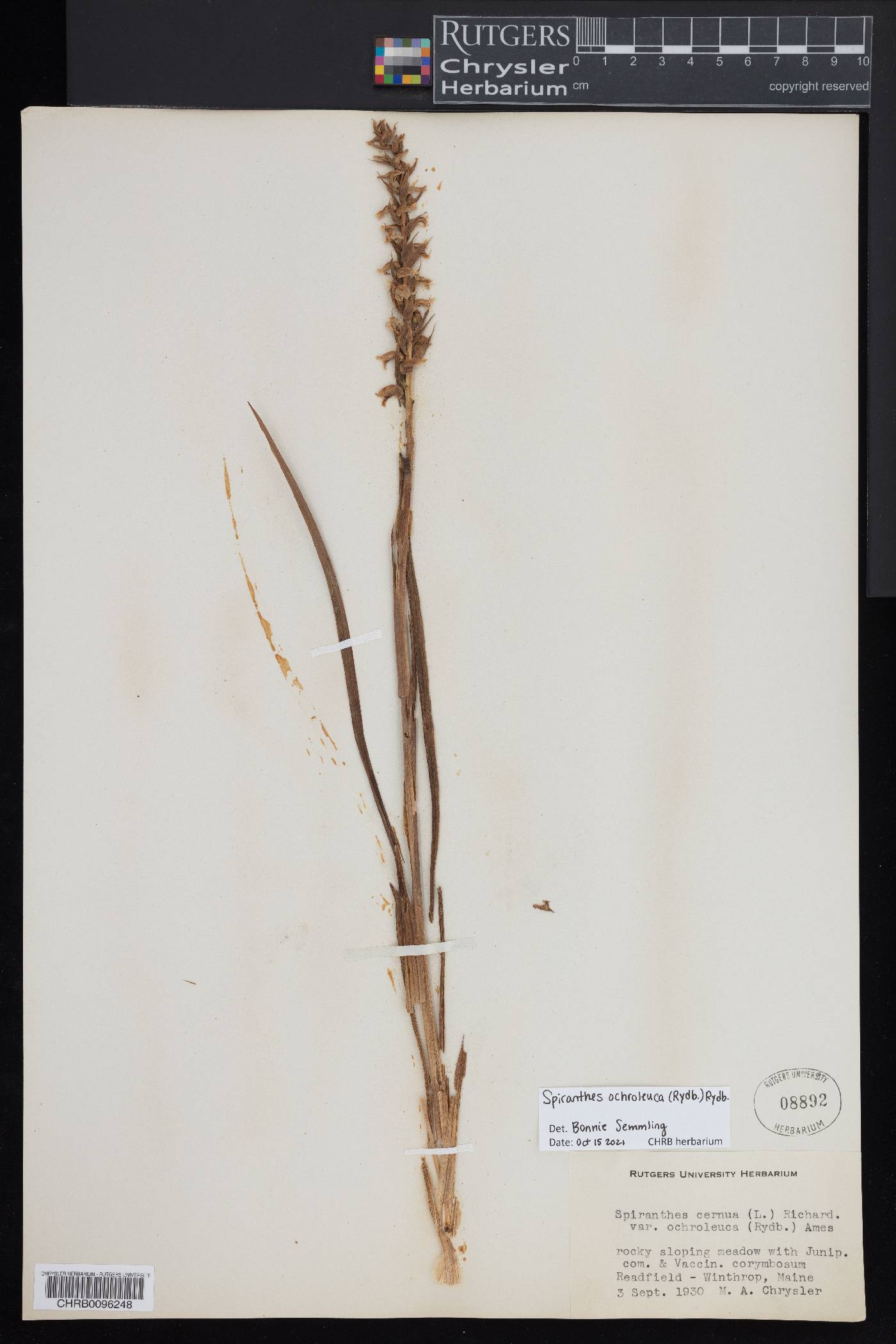 Spiranthes ochroleuca image