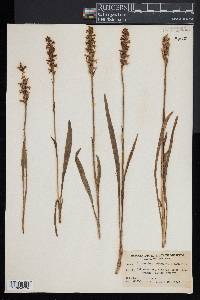 Spiranthes cernua image