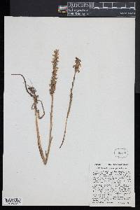 Spiranthes cernua image