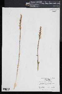 Spiranthes cernua image