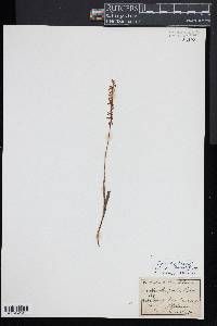 Spiranthes lacera image