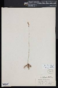 Spiranthes lacera var. gracilis image