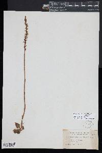 Spiranthes lacera image