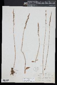 Spiranthes lacera image