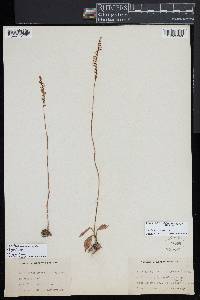 Spiranthes lacera image