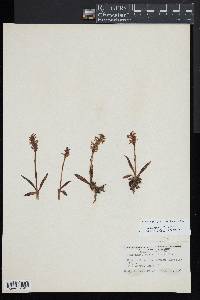 Spiranthes romanzoffiana image