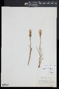 Spiranthes romanzoffiana image