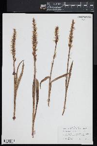 Spiranthes romanzoffiana image