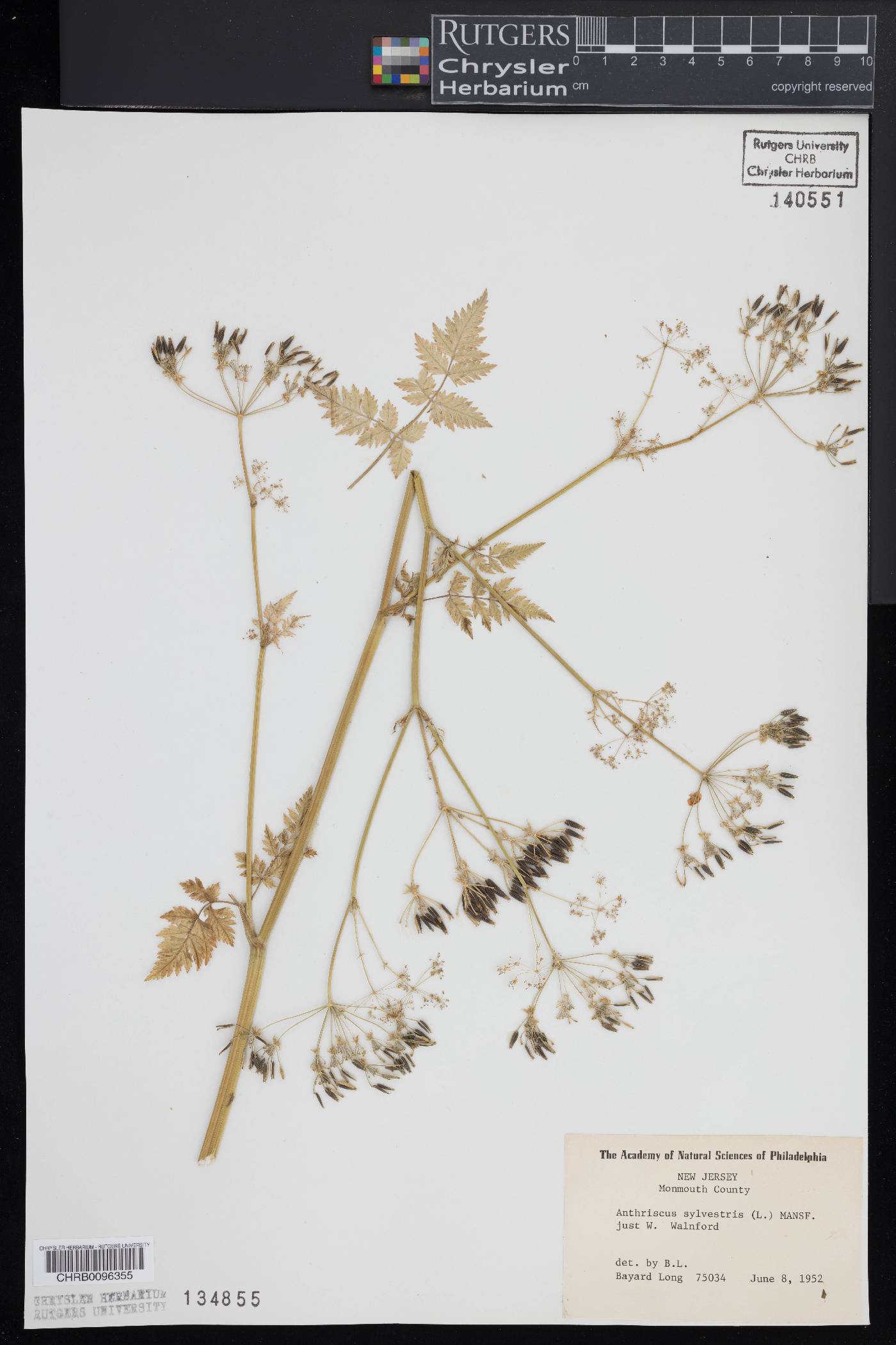 Anthriscus sylvestris image