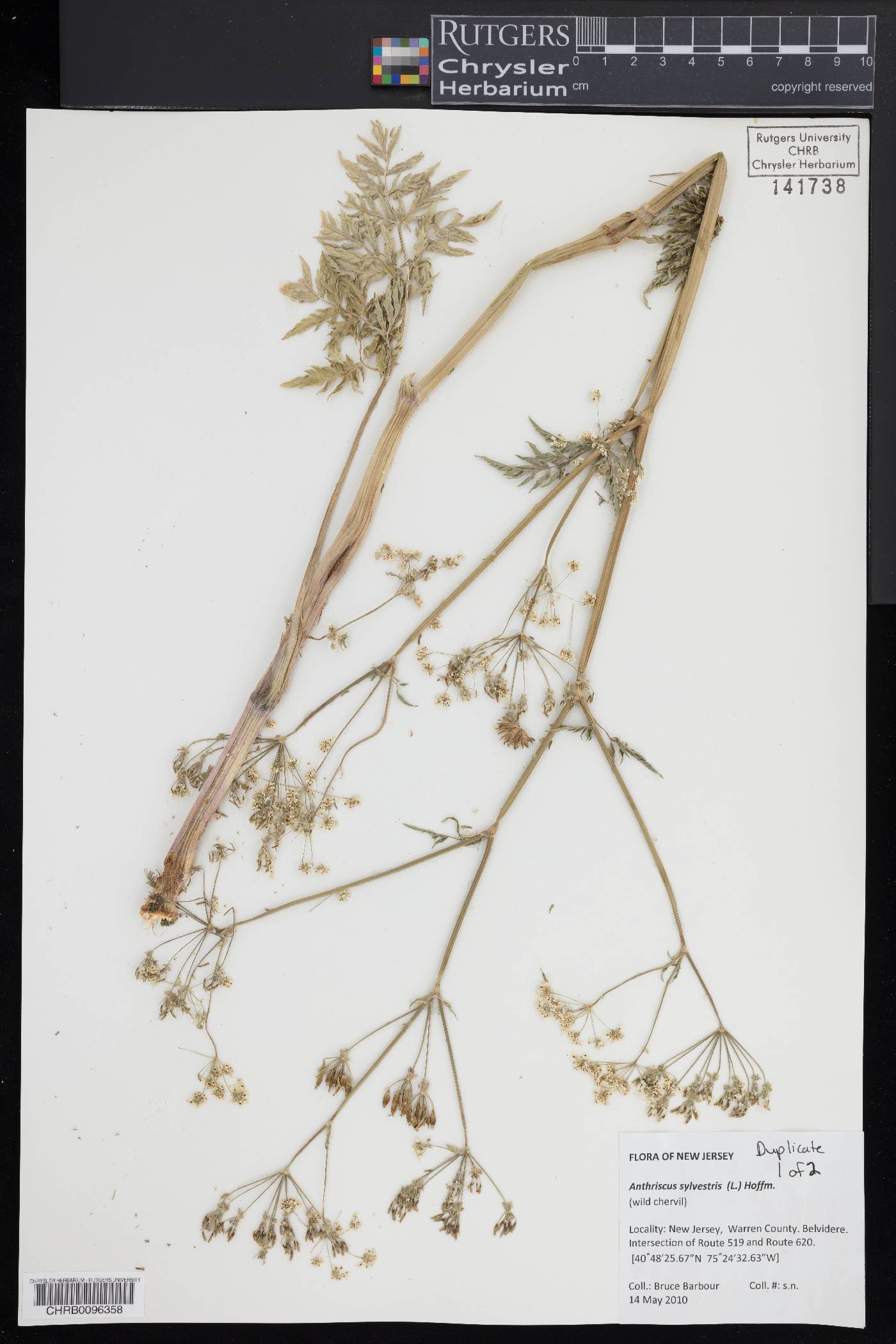 Anthriscus sylvestris image