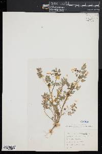 Chaerophyllum procumbens image