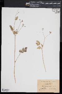 Chaerophyllum procumbens image