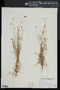 Silene saxifraga image