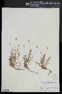 Silene saxifraga image