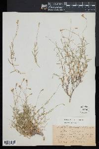 Silene saxifraga image