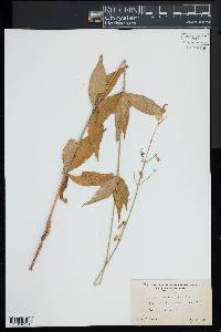 Silene stellata image