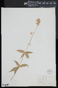 Silene stellata image