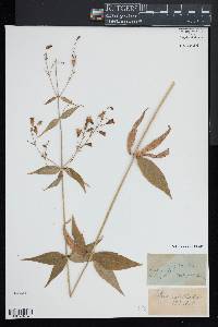 Silene stellata image