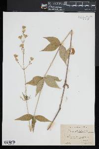 Silene stellata image