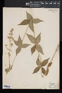 Silene stellata image