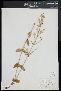 Silene stellata image