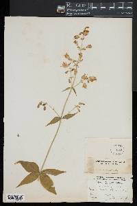 Silene stellata image