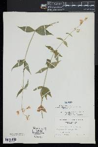 Silene stellata image