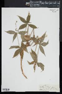 Silene stellata image