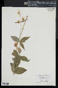 Silene stellata image