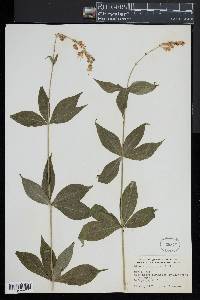 Silene stellata image