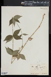 Silene stellata image