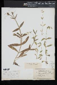 Cerastium nutans image