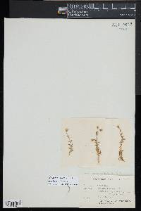 Dichodon cerastoides image