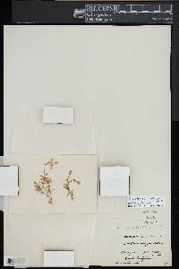 Dichodon cerastoides image