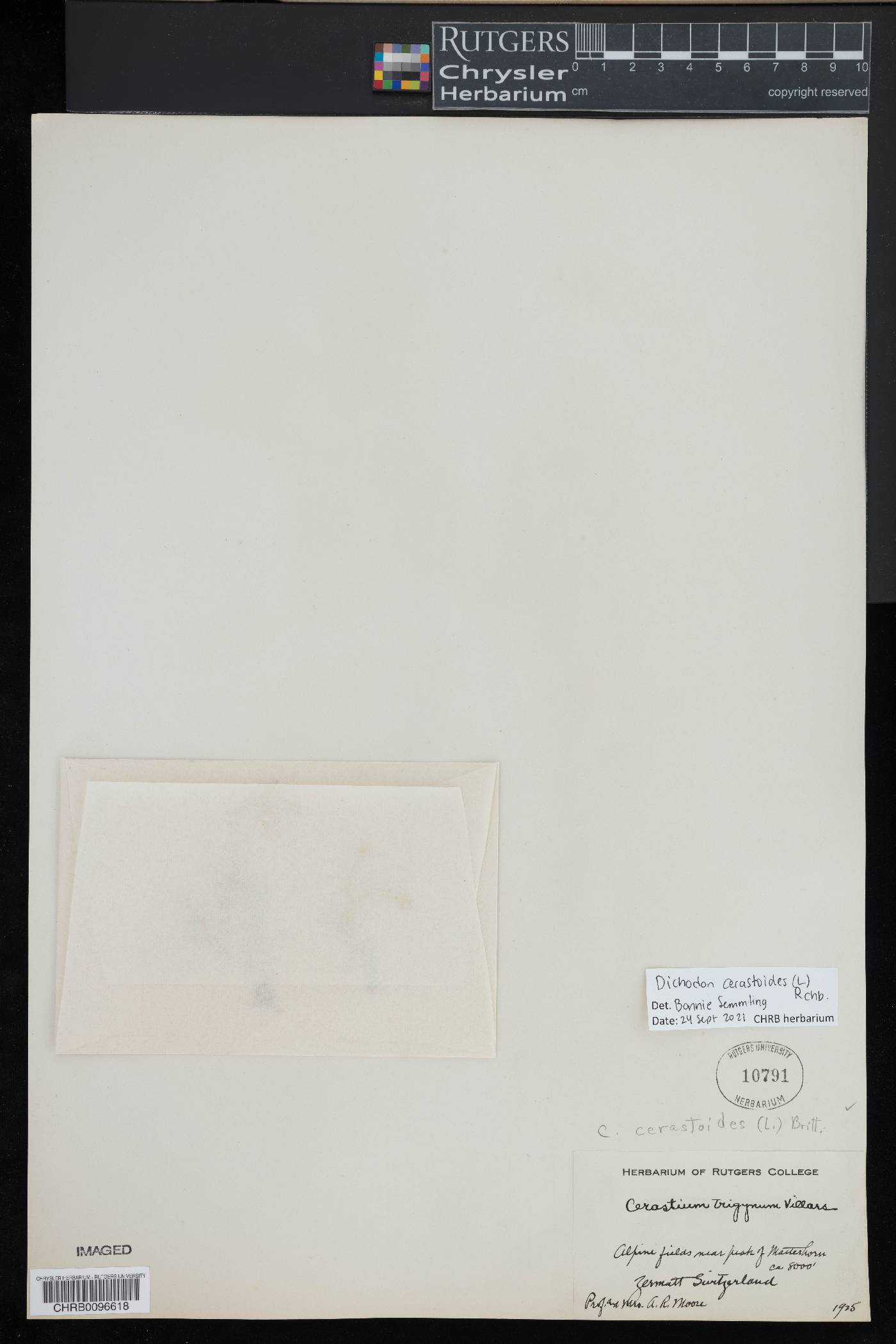 Dichodon cerastoides image