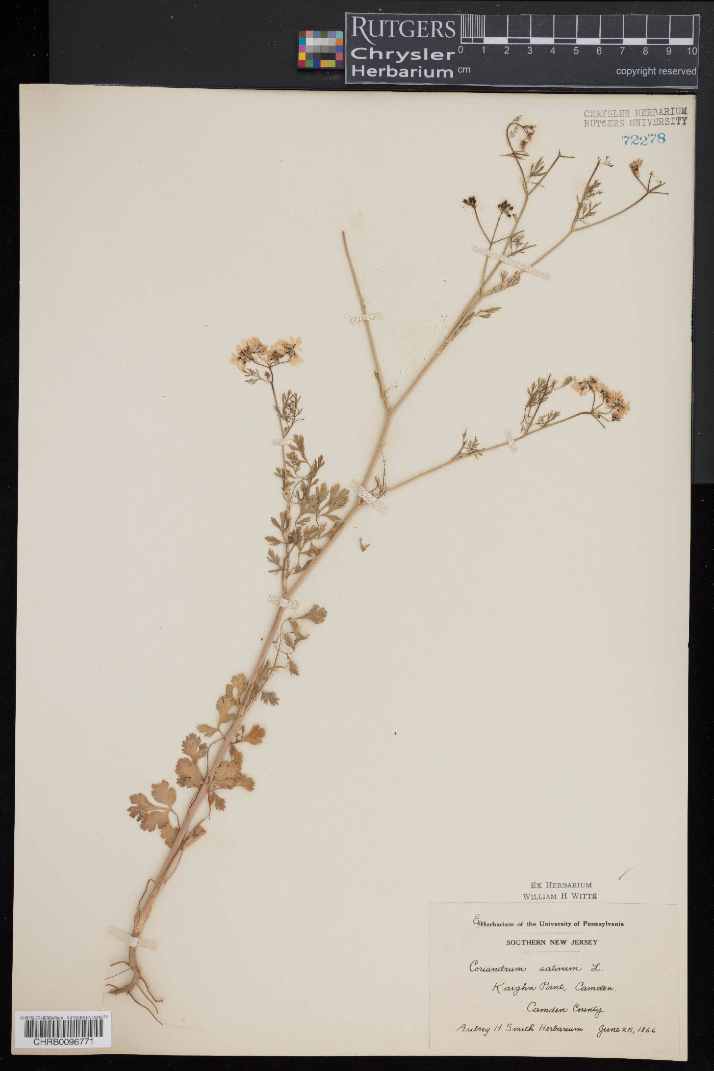 Coriandrum sativum image
