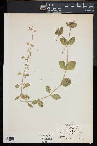 Stellaria pubera image