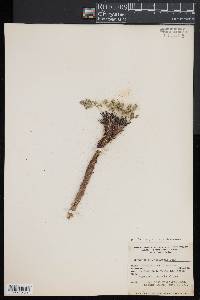 Cymopterus aboriginum image