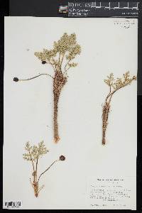 Cymopterus deserticola image