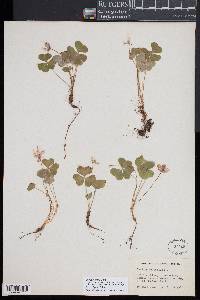 Oxalis montana image