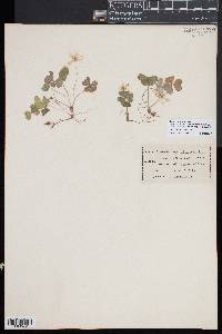 Oxalis montana image