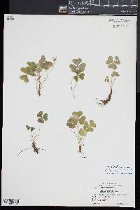 Oxalis montana image